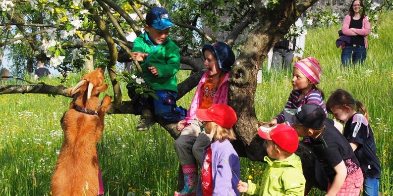 Kinder klettern mit Ziegen im Apfelbaum-Zeigt eine vergrößerte Version