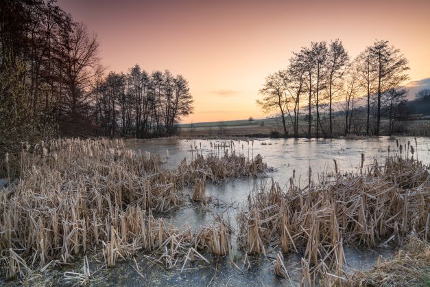 Moor bei Nieder-Ofleiden- Zeigt eine vergrößerte Version