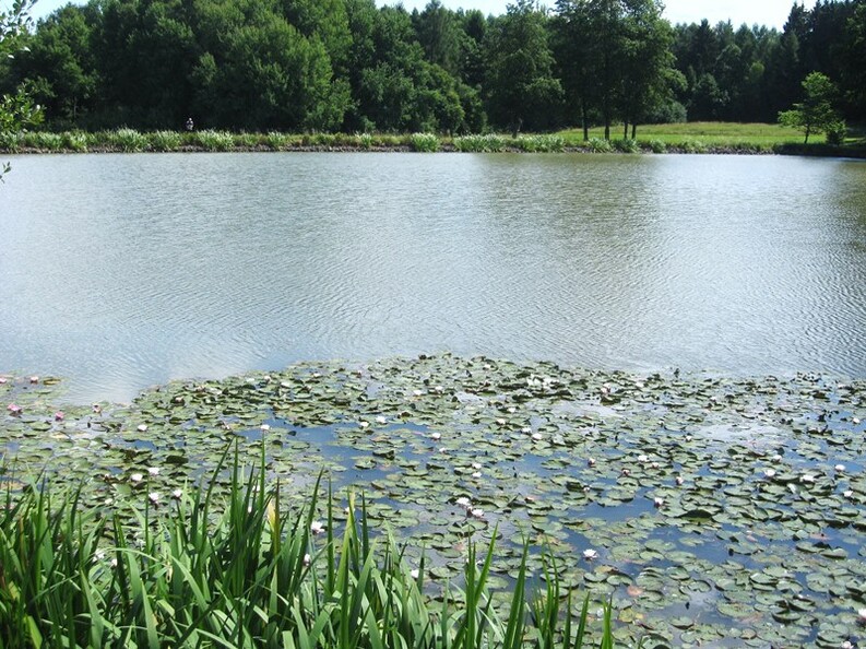 Bergwerksteich in Deckenbach