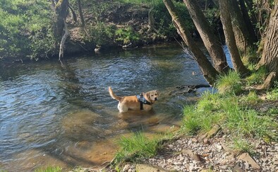 Hund geht Baden, (c) S.Goodhall