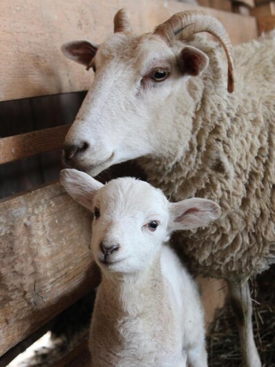 Schaf mit Lamm