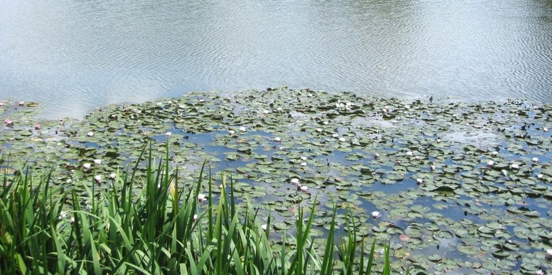 Verwunschener Teich- Zeigt eine vergrößerte Version