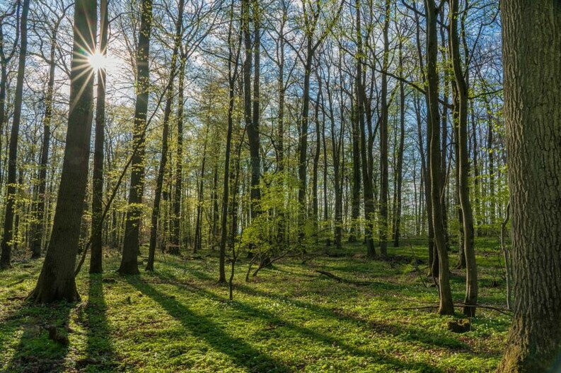 Frühlingswald mit Märzenbechern- Zeigt eine vergrößerte Version