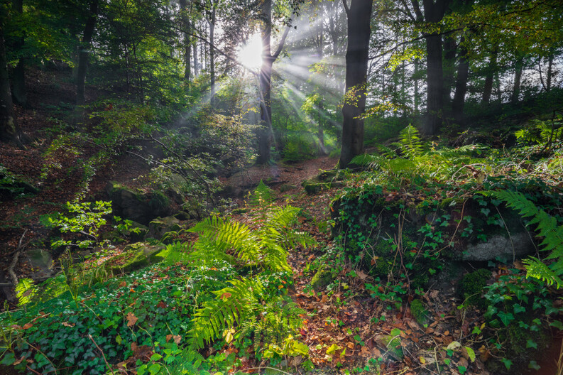 Sonnstrahl im Wald